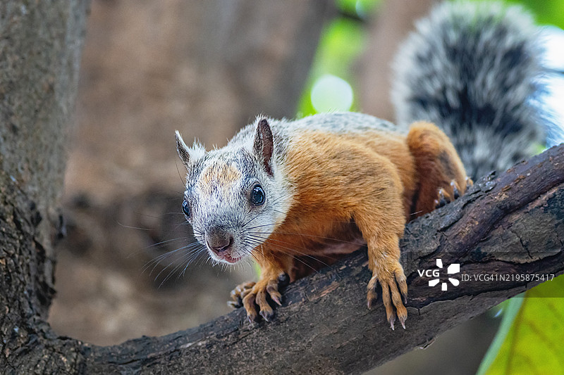 树上的斑驳松鼠特写图片素材