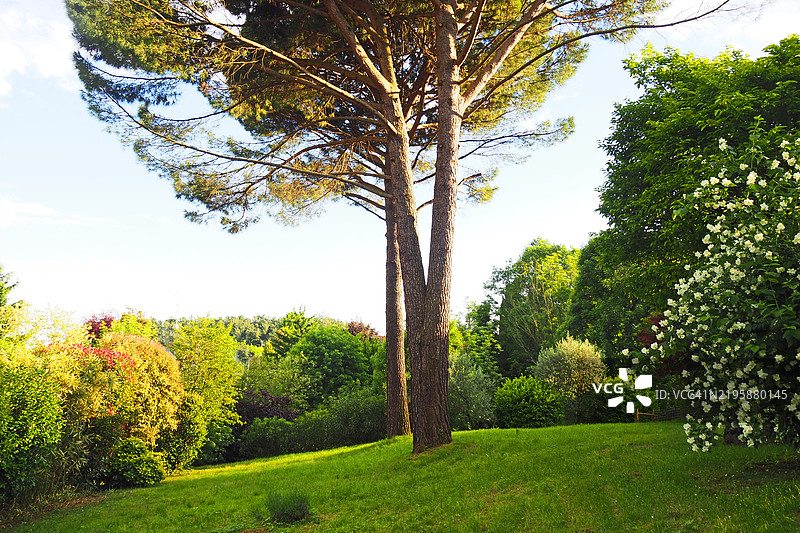 郁郁葱葱的意大利花园，傍晚的阳光，松树图片素材