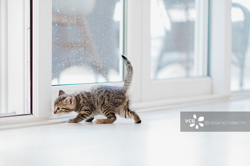 小猫咪在家中探索，望向窗外。宠物们很满足。图片素材
