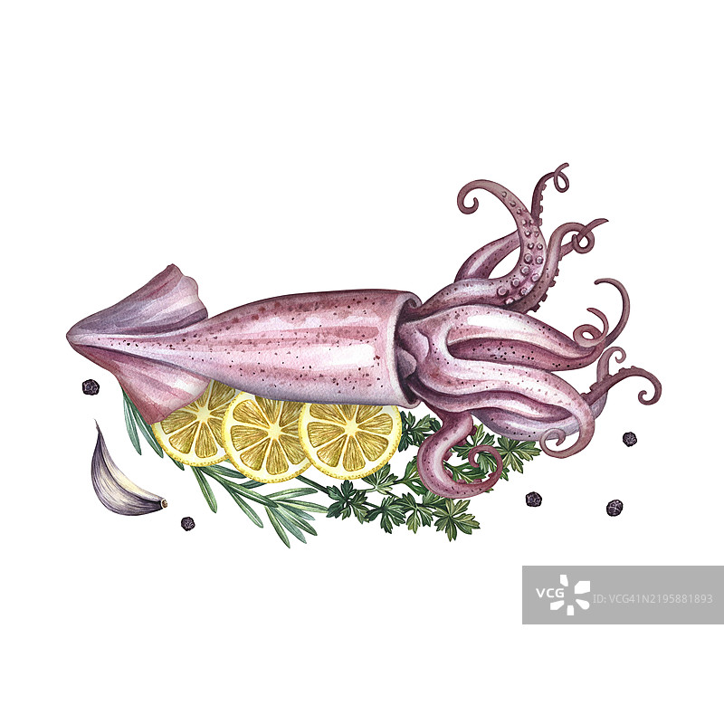 柠檬香草鱿鱼。手工水彩插图。海鲜菜肴的彩色图像。与背景分离。非常适合菜单、食谱书、包装、标签、邀请函等。图片素材
