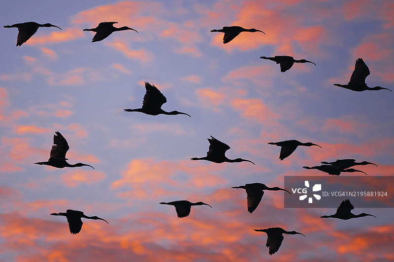 日落时分，白鹭在哥斯达黎加塔玛林多飞翔的剪影图片素材