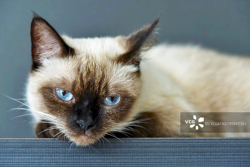 一只暹罗猫特写镜头，正看着镜头图片素材