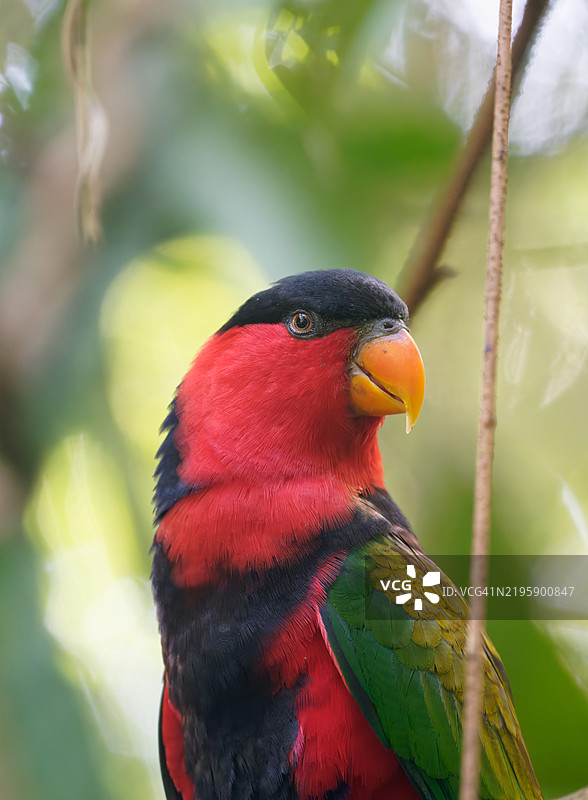 黑顶鹦鹉图片素材
