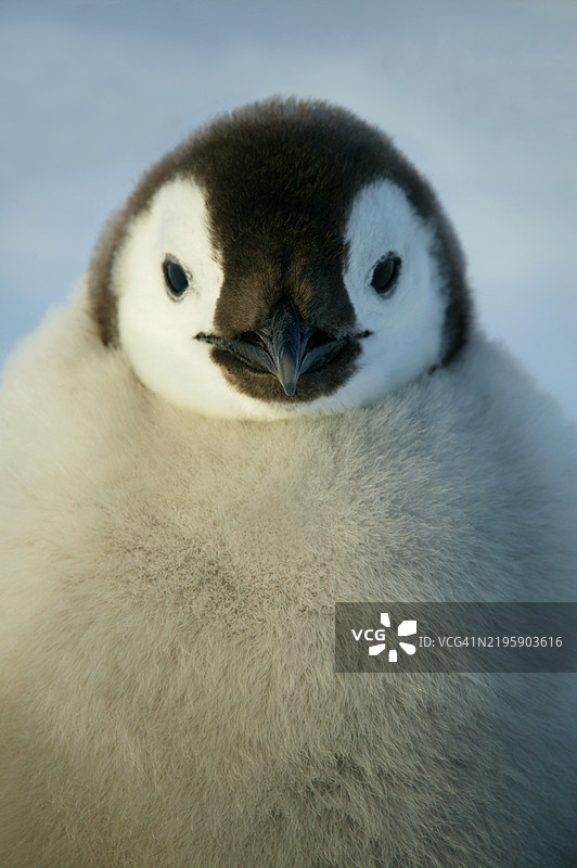 阿特卡湾威德尔海帝企鹅幼崽的特写镜头。图片素材