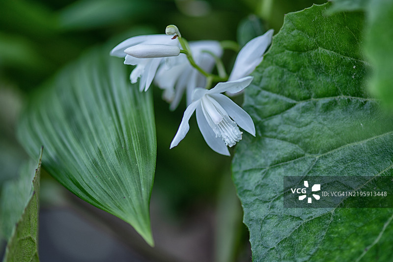白花鸢尾图片素材