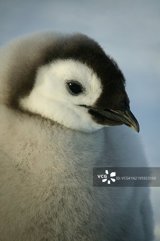 阿特卡湾的帝企鹅幼崽特写镜头，南极洲。图片素材