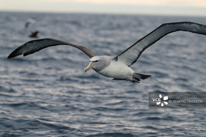 萨尔文信天翁图片素材