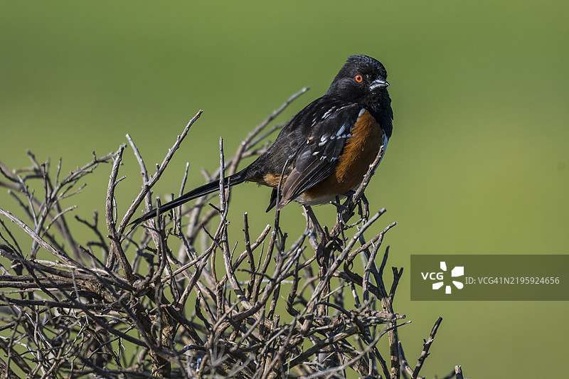 斑点托威鸟图片素材