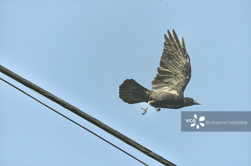 美国乌鸦（Corvus brachyrhynchos）在飞行中图片素材