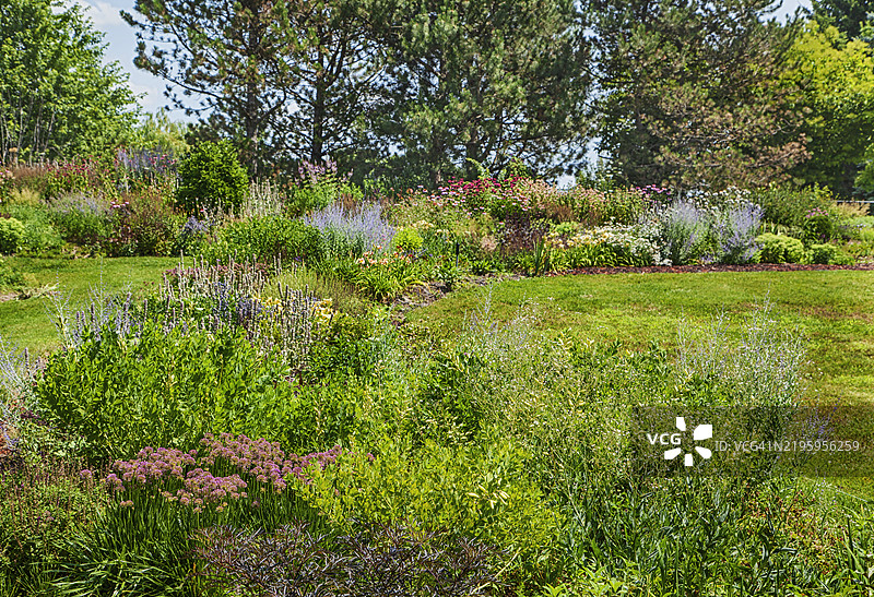 色彩斑斓的美丽夏季花园。图片素材