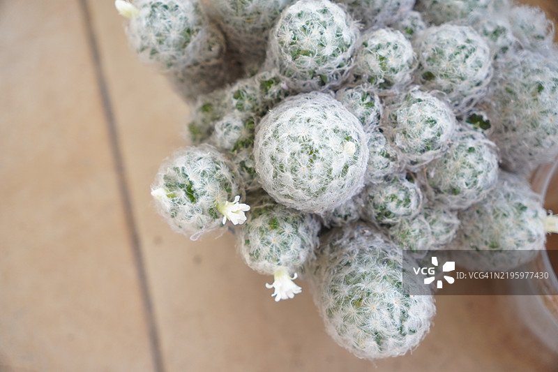 毛毯仙人掌开白花图片素材