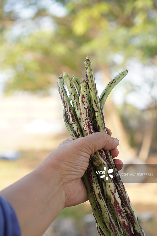 豆科扁豆属豆类图片素材