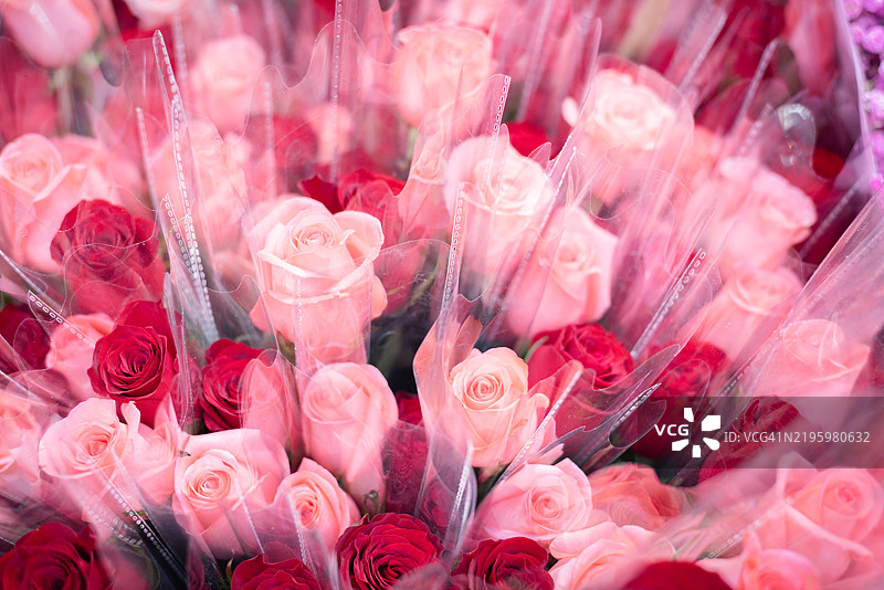 玫瑰花丛图片素材