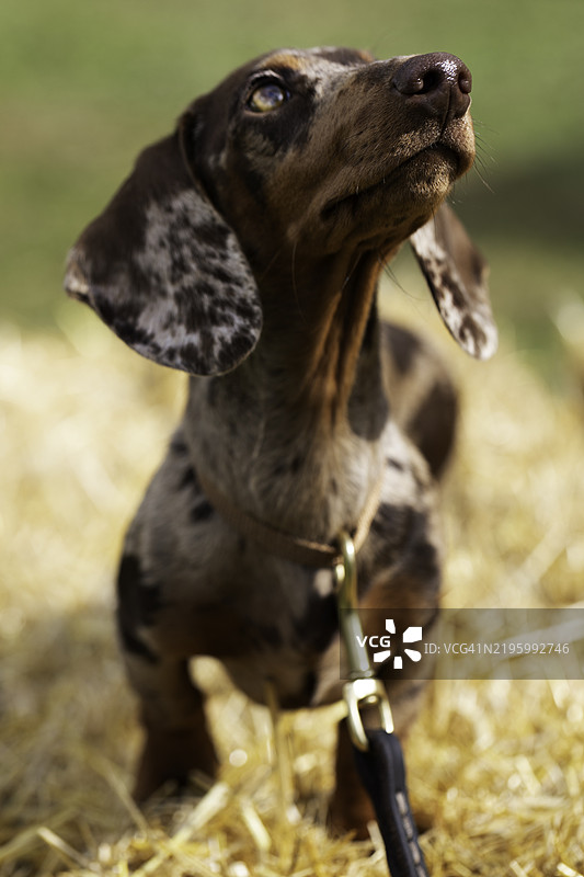 户外牵着斑点腊肠犬图片素材
