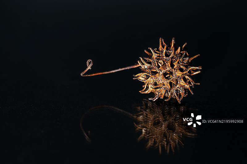 甜gum种子荚的孤立图像。图片素材