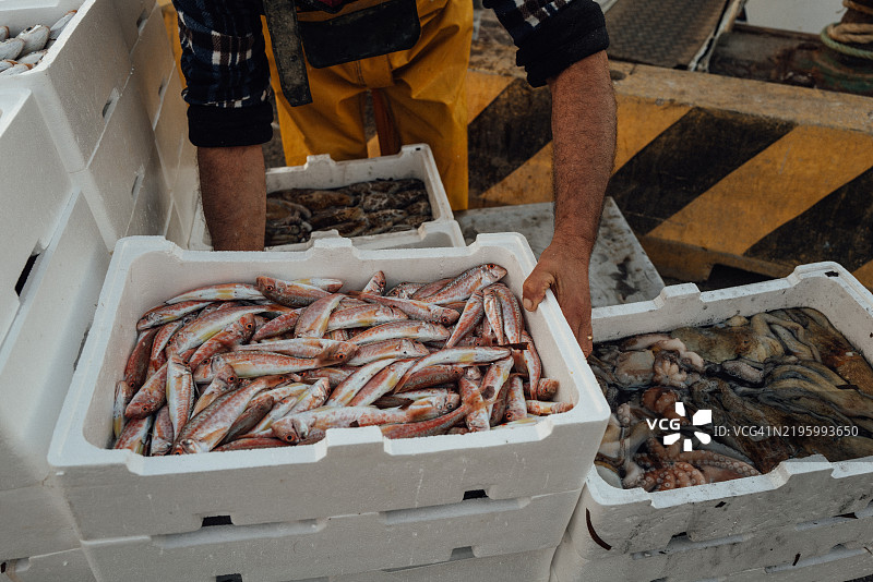 地中海渔业：渔民正在卸鱼箱图片素材
