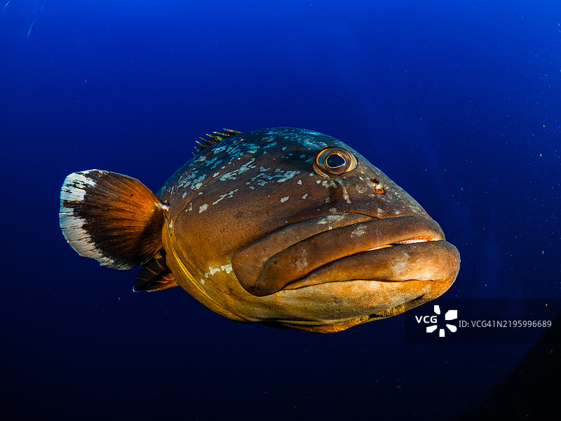 在地中海中，昏暗的石斑鱼在五彩斑斓的珊瑚附近游泳图片素材
