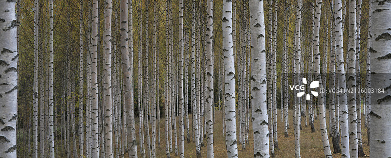 森林中树干的全景拍摄图片素材