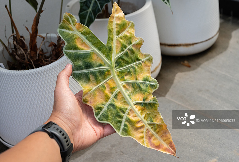 有人在触摸患有叶斑病的亚马逊波莉芋头植物。图片素材