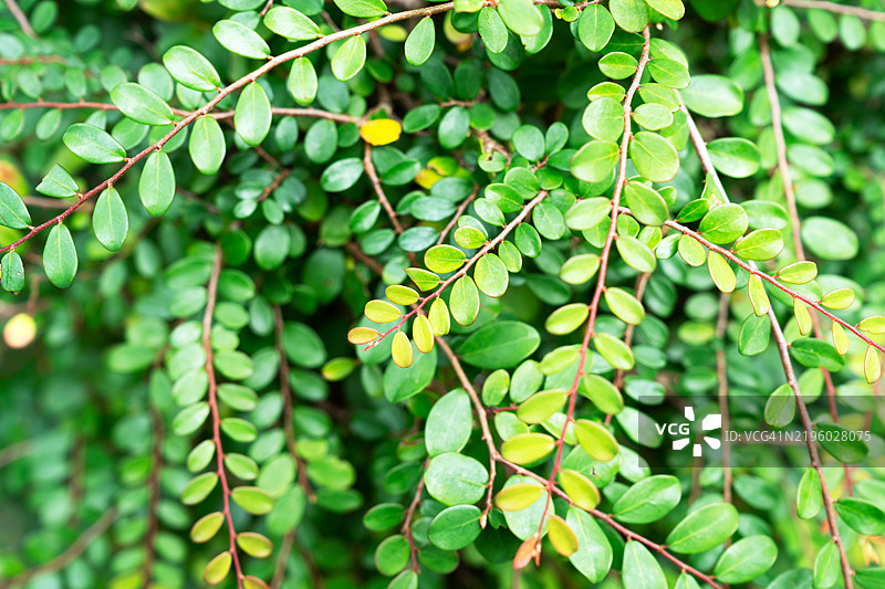 金银花图片素材