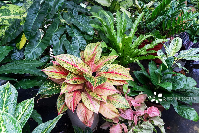 热带植物，三色龙血树，巴尔·马克斯的菲洛德恩，鸟巢蕨和其他叶子植物图片素材