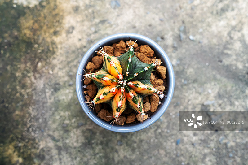 月球仙人掌（Gymnocalycium Mihanovichii Variegata）顶视图图片素材