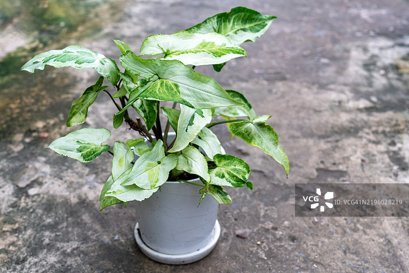 三王心叶藤盆栽图片素材