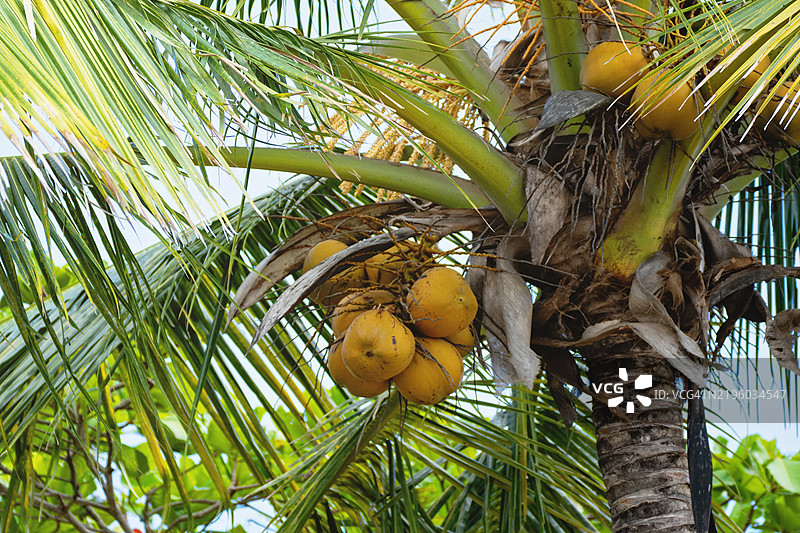 椰子树与椰子 - 椰子 (Cocos nucifera)图片素材