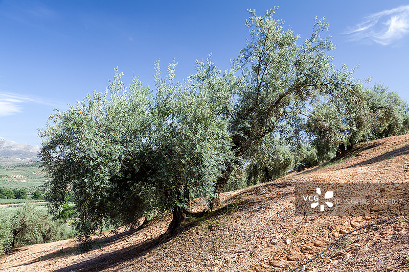 橄榄树果园图片素材