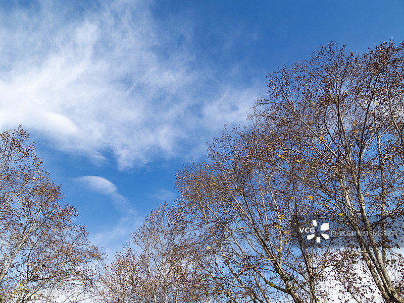 蓝天下的冬季树木剪影图片素材