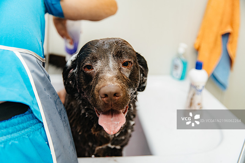 温柔呵护：给你的毛茸茸朋友洗澡时间图片素材