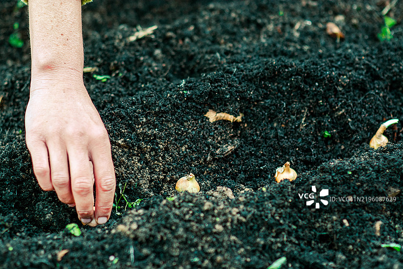 园丁在肥沃的土壤中种植洋葱苗图片素材