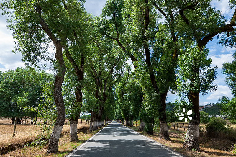 阿连特茹典型道路上的树木隧道。这条通往马尔瓦的道路被认为是葡萄牙最美丽的道路。白蜡树是百年树木。图片素材