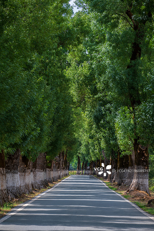 阿连特茹典型道路上的树木隧道。这条通往马尔瓦奥的道路被认为是葡萄牙最美丽的道路。白蜡树是百年树木。图片素材