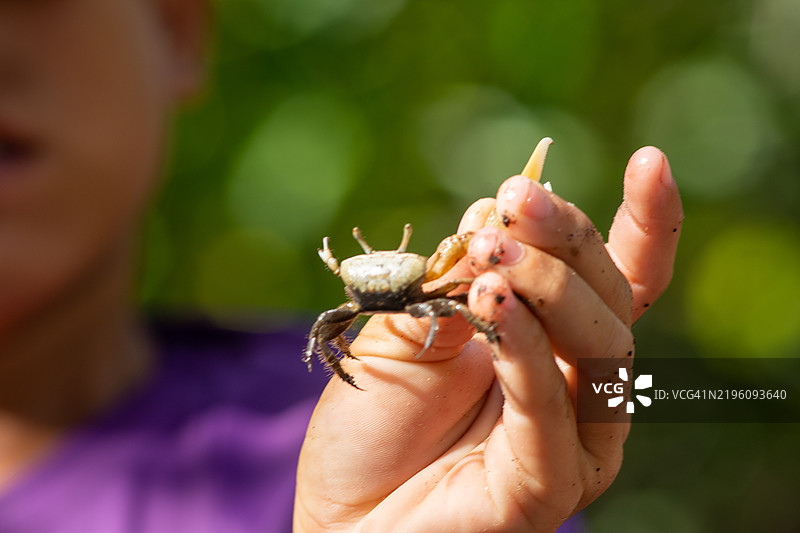 一个孩子拿着一只岩蟹图片素材