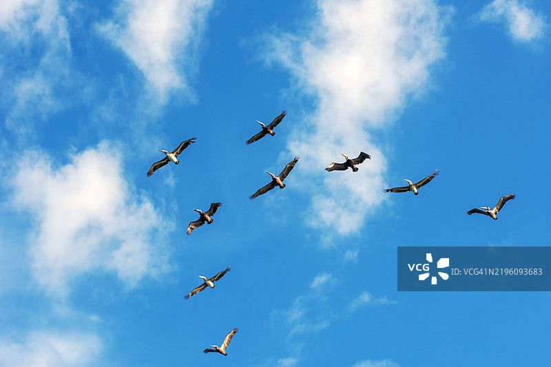 鹈鹕以V字形飞行图片素材