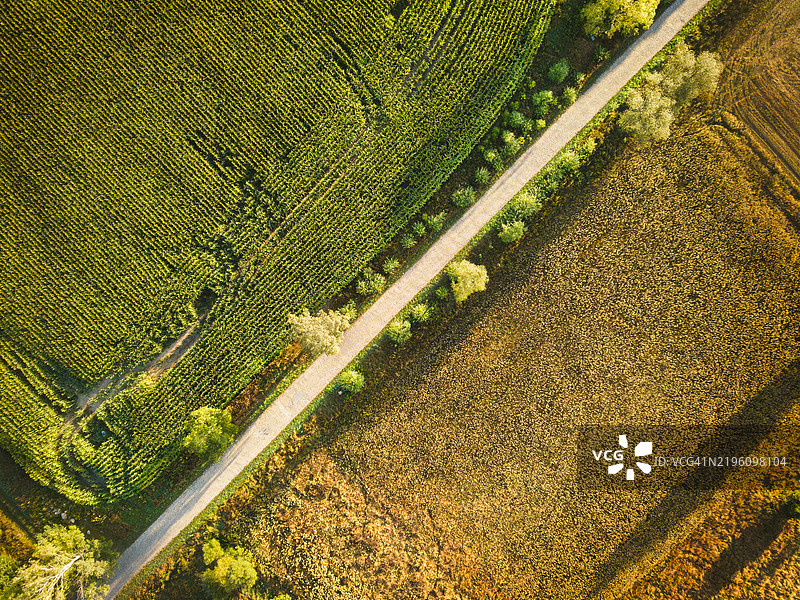 玉米和小麦田及道路的鸟瞰图图片素材