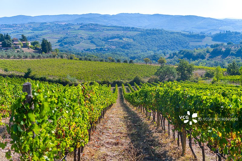 葡萄园中的葡萄藤。可以看到藤蔓和叶子，背景是托斯卡纳乡村和一座农舍。图片素材