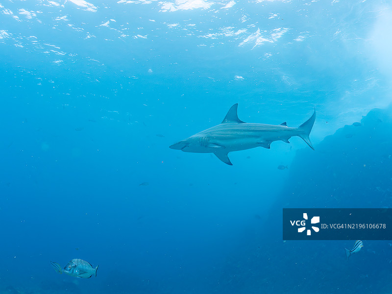大型美丽的黑鳍鲨,Carcharhinus limbatus等。半水面摄影。静冈县南伊豆伊豆半岛的平藏滨海滩 - 2024年。图片素材