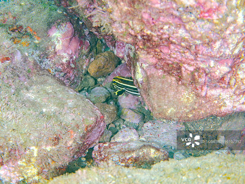 可爱的幼鱼，莱森厚唇鱼（Plectorhinchus lessonii）扭动着身体游动。静冈县伊豆半岛南伊豆中木的平藏滨海滩 - 2024。图片素材