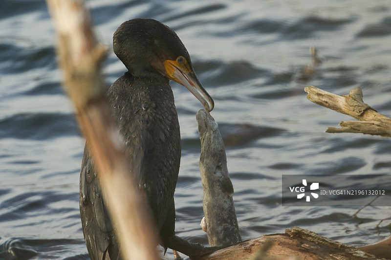 一只大鸬鹚（Phalacrocorax carbo）刚刚捕到一条大鱼，正从水中爬上湖边的一棵倒下的树，试图吃掉它。图片素材