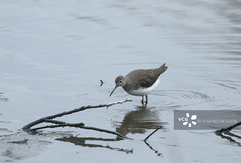 一只绿沙鸻（Tringa ochropus）在冬季湖边觅食。图片素材