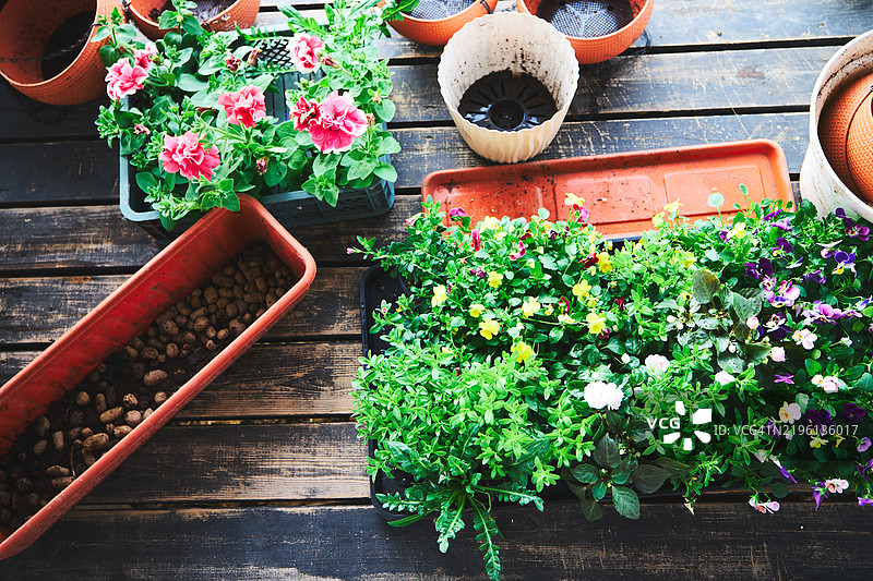 色彩缤纷的户外植物与木质甲板上的花园容器图片素材