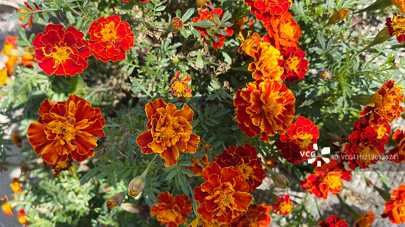 法兰西万寿菊 (Tagetes Patula)图片素材