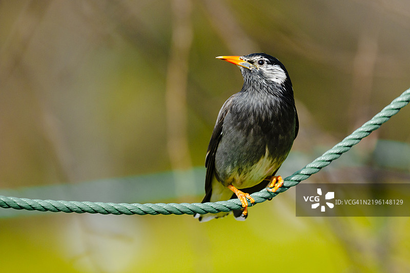 白颊鸲图片素材