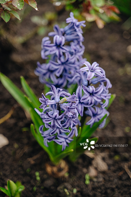 春天从种子中生长出来的紫色风信子在院子里的土壤中。图片素材