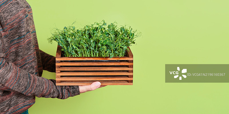 女人与她的微型绿植花园图片素材