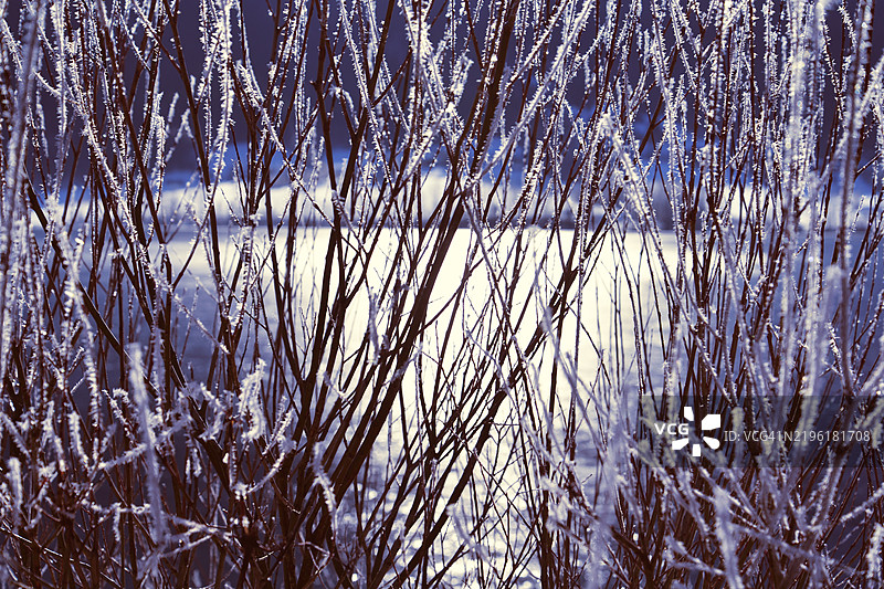冰冻树枝的背景图片素材