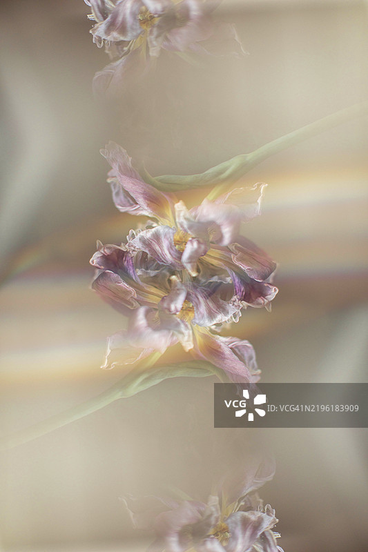 郁金香在扭曲镜头后形成折射和彩虹图片素材