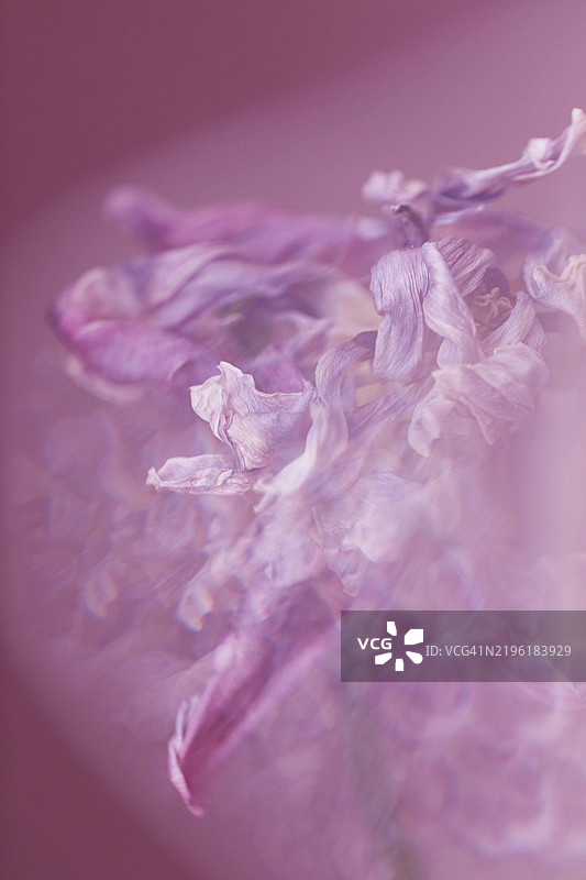 郁金香花瓣与万花筒镜头和超现实色彩图片素材